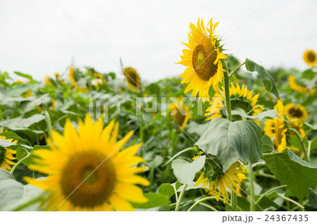 ヒマワリ 24367435