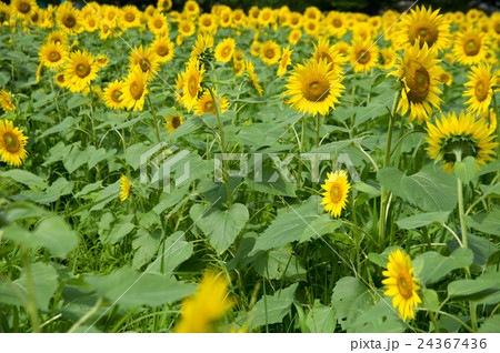 ヒマワリ 24367436