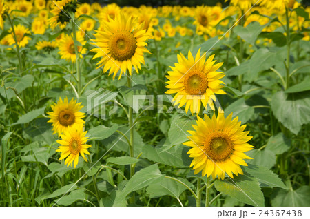 ヒマワリ 24367438
