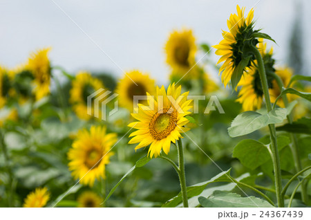 ヒマワリ 24367439