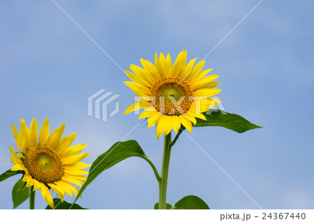 ヒマワリ 24367440