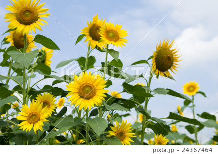 ヒマワリ 24367464