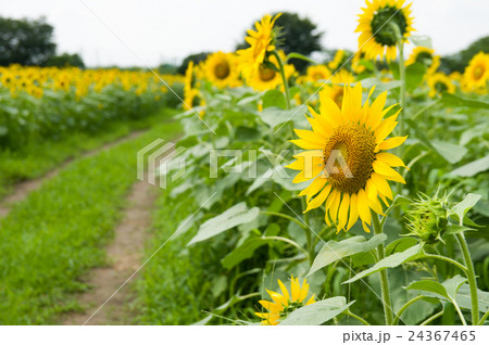 ヒマワリ 24367465