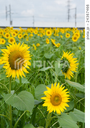 ヒマワリ 24367466