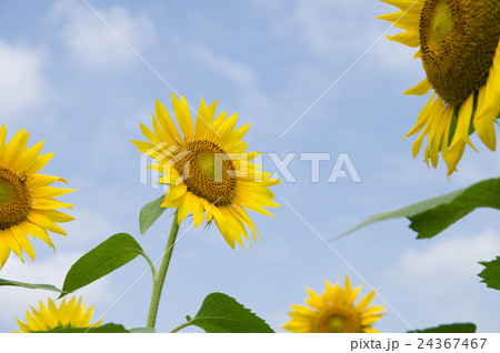 ヒマワリ 24367467