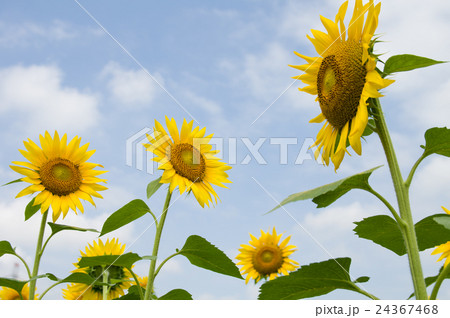 ヒマワリ ヒマワリ 24367468