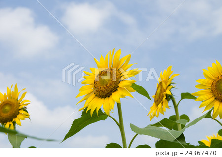 ヒマワリ 24367470