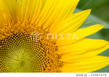 ヒマワリ 24367478