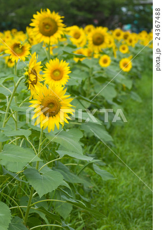 ヒマワリ 24367488