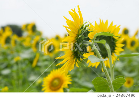 ヒマワリ ヒマワリ 24367490