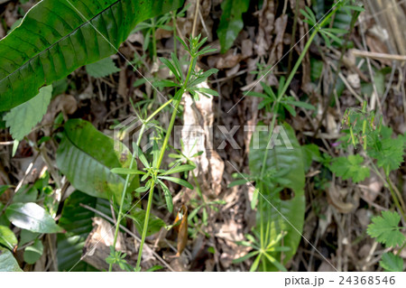 八重葎（ヤエムグラ）の輪生する葉序の資料 24368546
