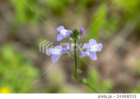 松葉海蘭(マツバウンラン)の総状花序の資料 松葉海蘭(マツバウンラン)の総状花序の資料 24368553