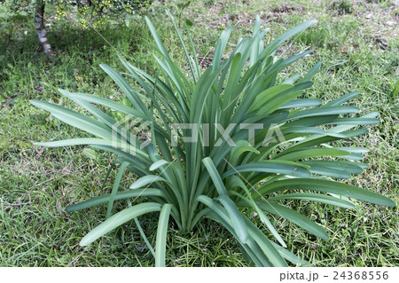 夏水仙(ナツズイセン)・リコリスの若葉の資料 夏水仙(ナツズイセン)・リコリスの若葉の資料 24368556