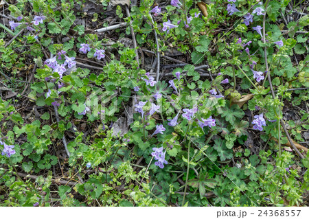 垣通し・連銭草(カキドオシ・レンセンソウ)の密生の資料 垣通し・連銭草(カキドオシ・レンセンソウ)の密生の資料 24368557