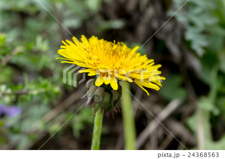 西洋蒲公英(セイヨウタンポポ)の舌状花冠の資料 西洋蒲公英(セイヨウタンポポ)の舌状花冠の資料 24368563