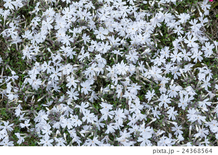 芝桜（シバサクラ）の密生の資料 24368564