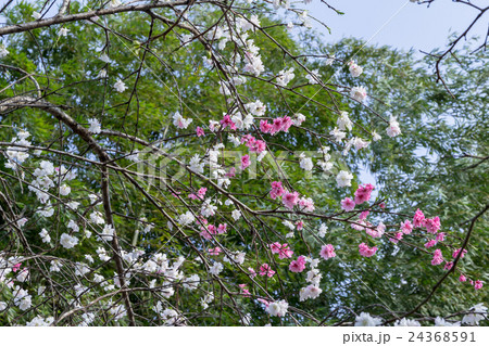 源平咲き且つ八重咲きの枝垂れ桃（モモ）の花枝の資料 24368591
