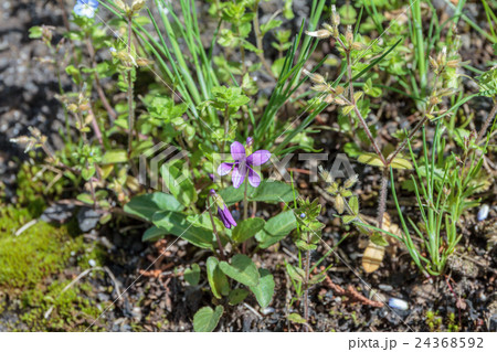 菫（スミレ）マンジュリカの株の資料 24368592