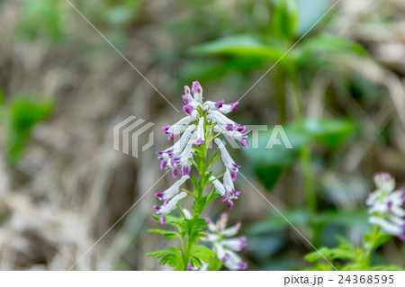 白藪華鬘（シロヤブケマン）の総状花序の資料 24368595