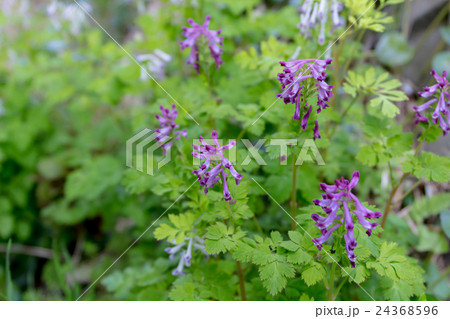 紫華鬘・藪華鬘(ムラサキケマン・ヤブケマン)の密生の資料 紫華鬘・藪華鬘(ムラサキケマン・ヤブケマン)の密生の資料 24368596