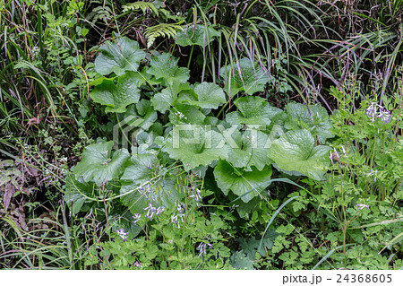 山葵（ワサビ）の腎円形葉身の資料 24368605
