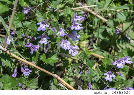 垣通し・連銭草（カキドオシ・レンセンソウ）の密生の資料 24368626