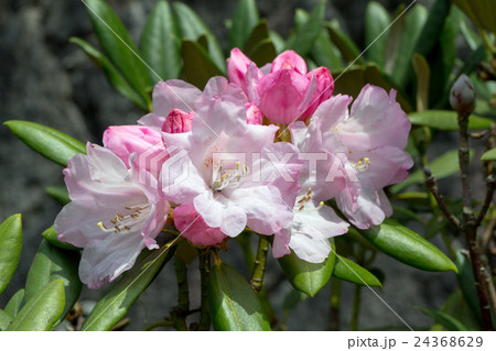 石楠花（シャクナゲ）の花序の資料 24368629