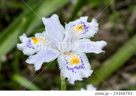 著莪・胡蝶花（シャガ・コチョウカ）の花被の資料 24368765