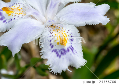 著莪・胡蝶花（シャガ・コチョウカ）の花被片の資料 24368766