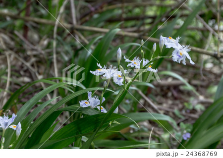 著莪 胡蝶花 シャガ コチョウカ の総状花序の資料の写真素材