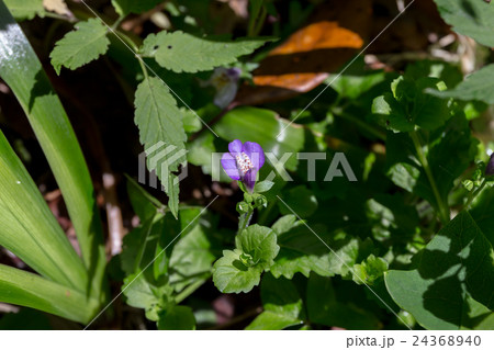 紫鷺苔（ムラサキサギゴケ）の唇形花冠の資料 24368940