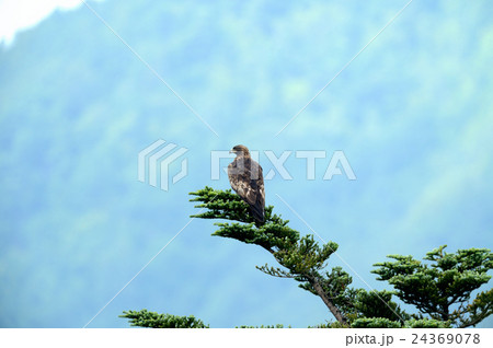 イヌワシ 24369078