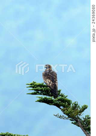 イヌワシ 24369080