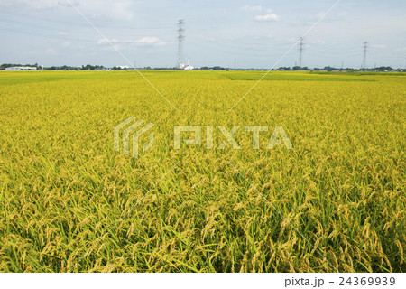 稲作 24369939