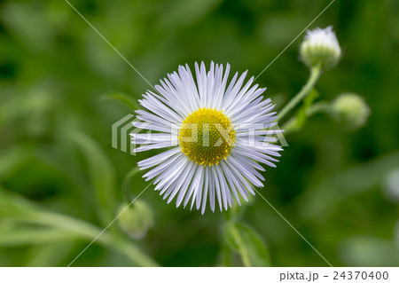 姫女苑・柳葉姫菊（ヒメジョオン・ヤナギバヒメギク）の頭状花序の資料 24370400
