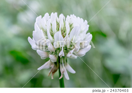 白詰草 シロツメクサ ホワイトクローバーの総状花序の資料の写真素材