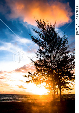 silhouette of pine tree sea sunset silhouette of pine tree sea sunset 24370431