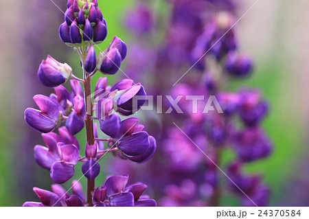 花壇に咲いているルピナス　ガーデニング 24370584