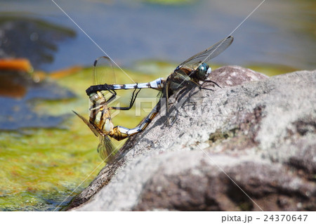 シオカラトンボ（交尾中） 24370647