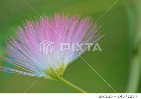 合歓の花 24371257