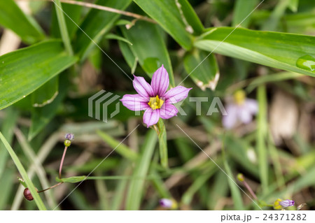 庭石菖・南京綾目(ニワゼキショウ・ナンキンアヤメ)のユリ形花冠の資料 庭石菖・南京綾目(ニワゼキショウ・ナンキンアヤメ)のユリ形花冠の資料 24371282