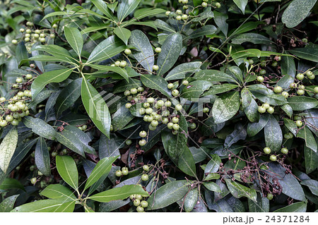 馬酔木（アセビ）の未熟な蒴果の資料 24371284