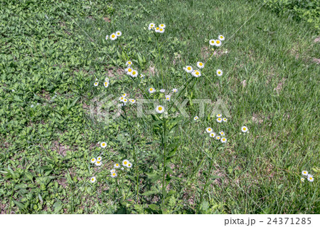 姫女苑・柳葉姫菊（ヒメジョオン・ヤナギバヒメギク）の株の資料 24371285