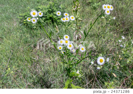 姫女苑・柳葉姫菊（ヒメジョオン・ヤナギバヒメギク）の株の資料 24371286