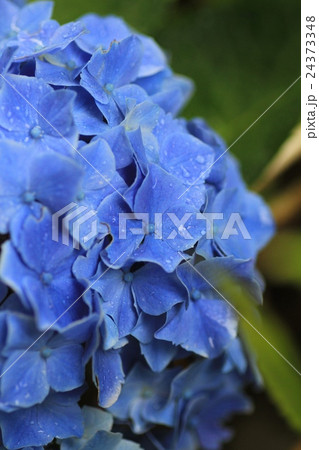 雨粒がついた水色の紫陽花　梅雨 24373348