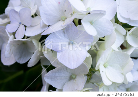 紫陽花 アジサイ の装飾花の資料の写真素材