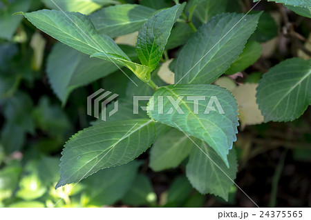 紫陽花（アジサイ）の卵円形葉の資料 24375565