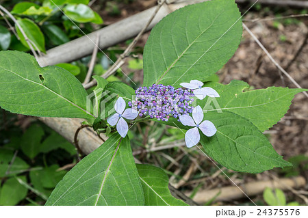 額紫陽花（ガクアジサイ）の花房の資料 24375576