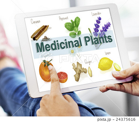 Medicinal Plants Natural Cure Herb Herbalism Concept 24375616