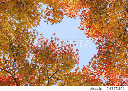 紅葉 秋のイメージ 紅葉 秋のイメージ 24375801